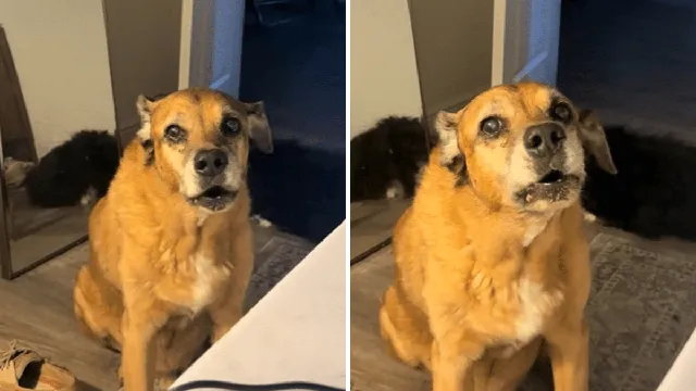 Dog alerts owner to diabetes spikes and demands attention