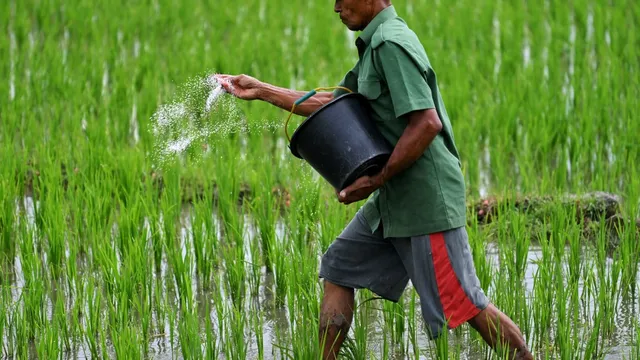 Fertilizer shortages threaten farms and food prices across Southeast Asia