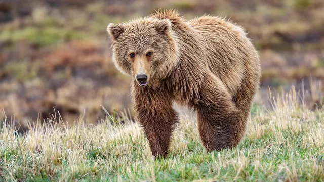 Grizzly bear that killed hiker in Glacier National Park will not be relocated