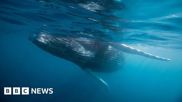 Scientists uncover ancient whale graveyard teeming with life