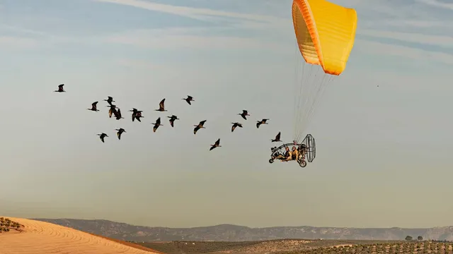Student wins photography award for guiding northern bald ibis migration