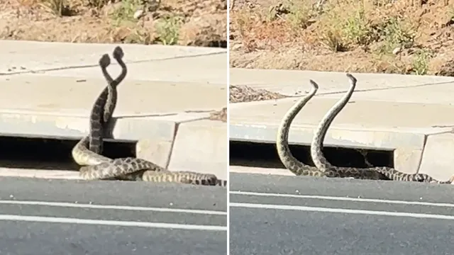 Rattlesnake bites surge as California residents face increased danger