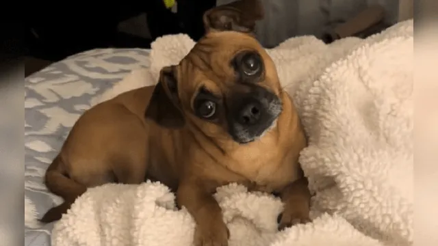 Dog's DNA test reveals shocking breed mix surprising owners