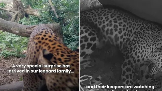 Sri Lankan leopard cubs make a rare debut at Singapore Zoo