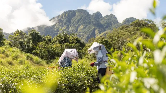 Taiwanese tea shines at Great Taste Awards with unique honey flavor