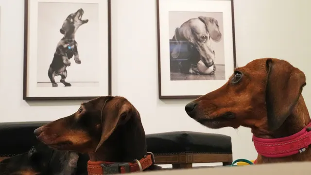 Germany's Bremen museum opens world's first art exhibition dedicated to dachshunds