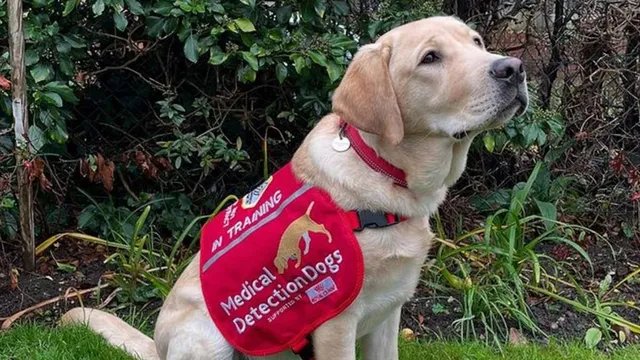 Freddy the Labrador puppy impresses by passing assessment after Queen's naming