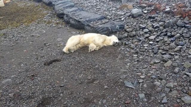 Polar bear shot by police in Iceland after threat assessment