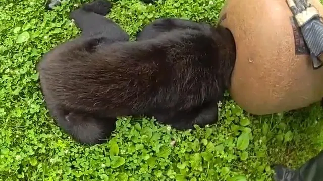 Pennsylvania Game Commission saves trapped bear from container