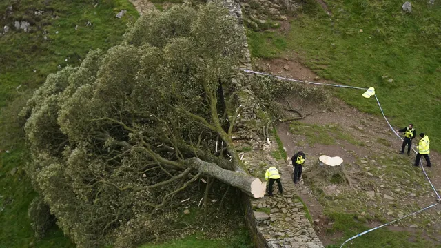 Public votes on the future of the felled Sycamore Gap tree's wood artwork