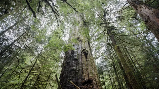British Columbia faces protests as old-growth logging threatens forests
