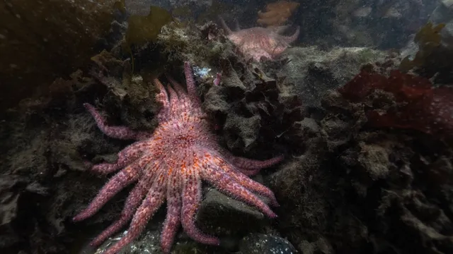 Endangered sunflower sea stars released into Pacific Ocean