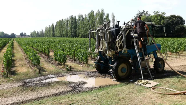 Wildfires devastate Bordeaux, threatening wine industry and tourism