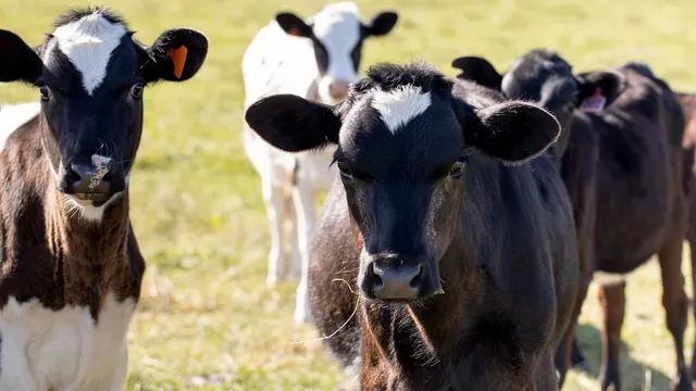 Man charged for mowing down calves in Geraldton farmland