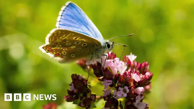 Buglife launches project to restore chalk grassland for rare insects