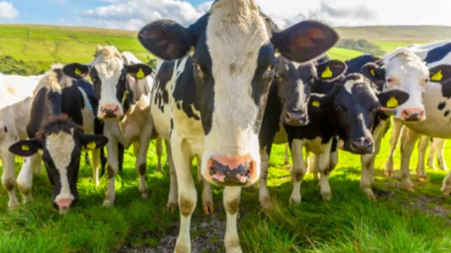 Emergency declared as cattle disease outbreak threatens livelihoods in Russia