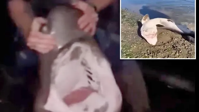 Fisherman arrested for illegally catching protected sharks in Washington