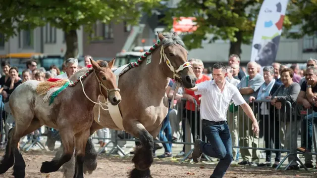 Leuven Fair 2024: Cattle Show and Community Fun