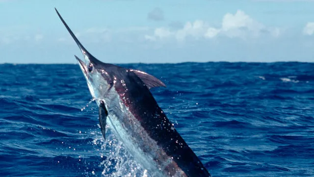 Massachusetts anglers catch record-breaking 1,260-pound blue marlin