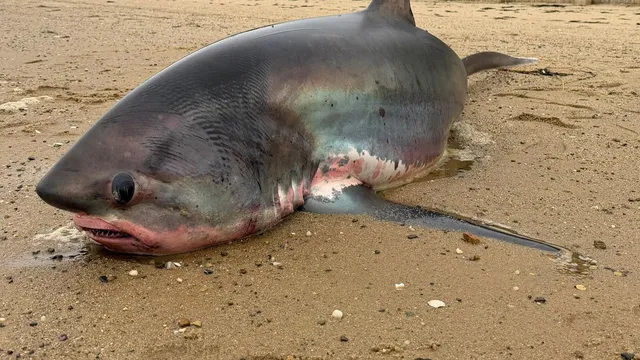 Thresher shark dies after stranding in shallow Massachusetts waters