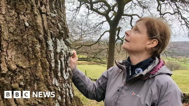 Volunteers aim to restore rare rainforest habitat in Cumbria