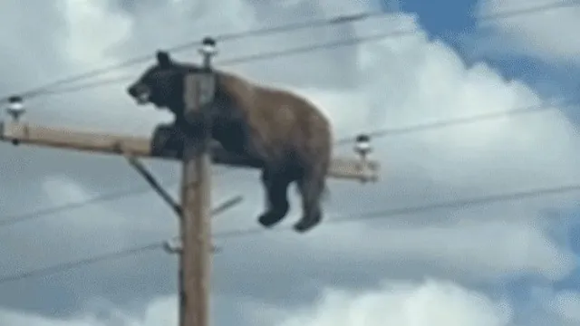Bear electrocuted after climbing utility pole in New Mexico