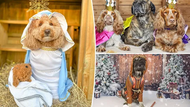 175 dogs dressed in Nativity costumes spark joy and charity