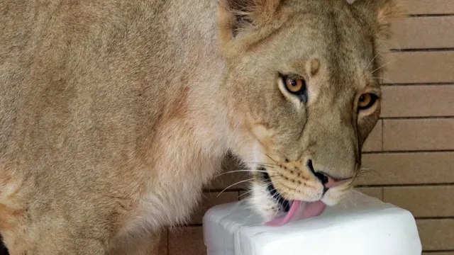 Lion owner arrested after pet attacks woman and children in Lahore