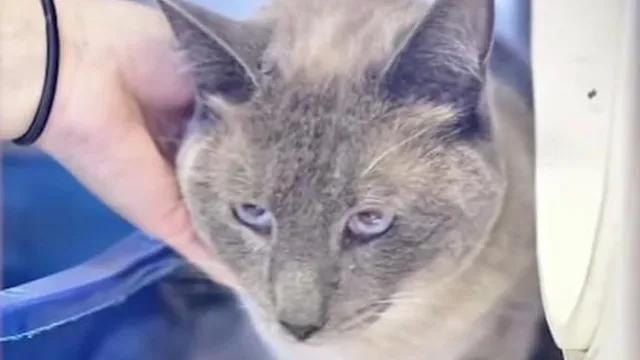 Cat goes missing in Yellowstone, found 800 miles away in California