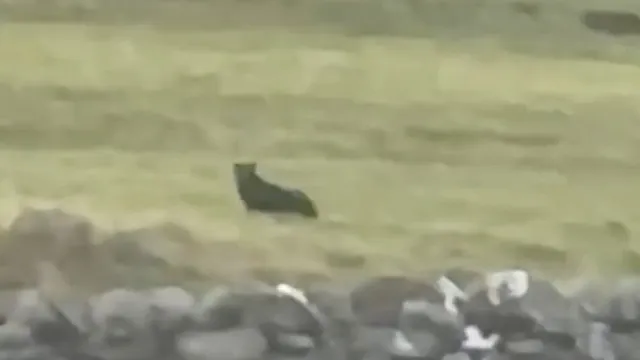 Big cat spotted after sheep ripped apart in North Yorkshire