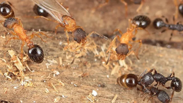 Unique ant species reproduces exclusively by cloning in Japan