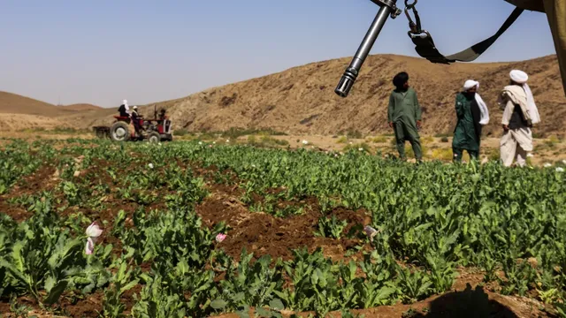 Opium poppy cultivation in Afghanistan quadruples despite Taliban ban, reaching 43,300 hectares