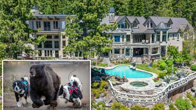 Nevada homeowners turn to trained dogs to combat bear break-ins