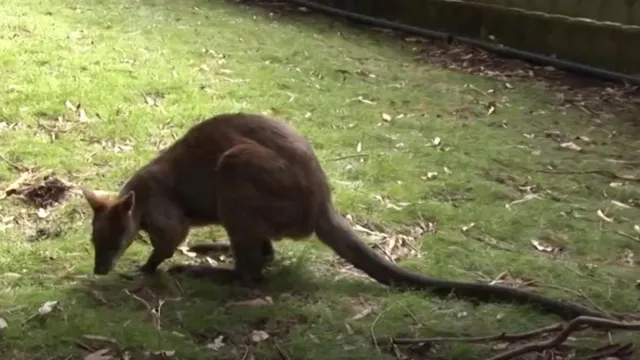 Czech Police Search for Escaped Kangaroo from Prison
