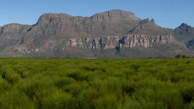Japan drives rooibos tea exports from South Africa to new heights