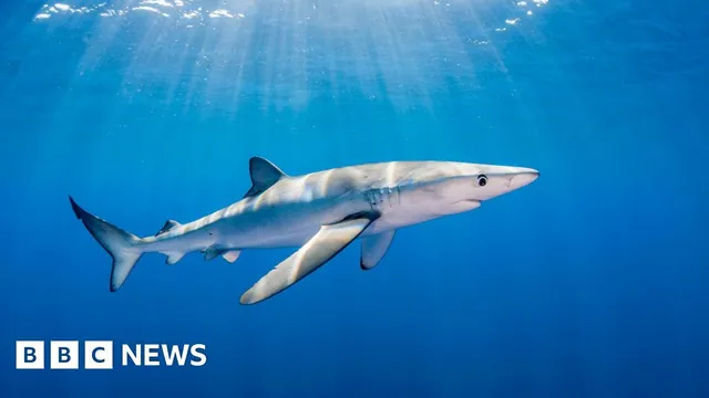 Man suffers shark bite during fishing trip off Ireland