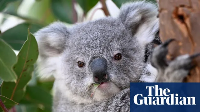 NSW farmer fined over $2 million for devastating koala habitat