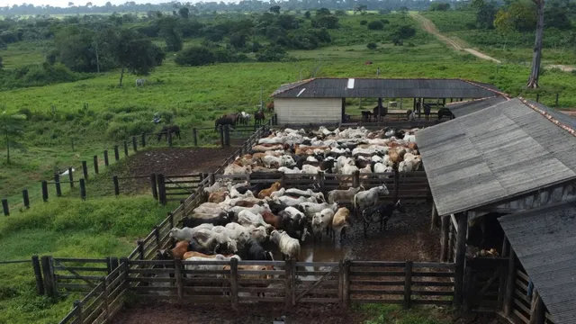 Brazil's cattle ranchers push for change amid deforestation concerns