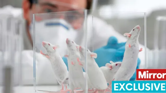 UK's alarming rise in animal testing: nearly three million tests last year