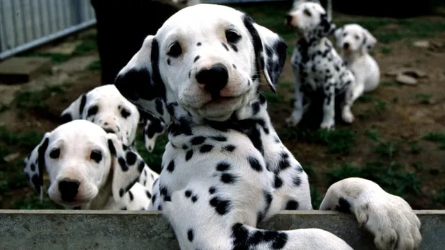 New pill aims to extend lifespan for senior dogs