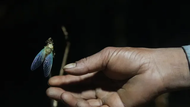 Cicadas emerge in India every four years alongside the World Cup