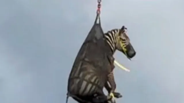 Pet zebra Ed captured after causing chaos in Tennessee