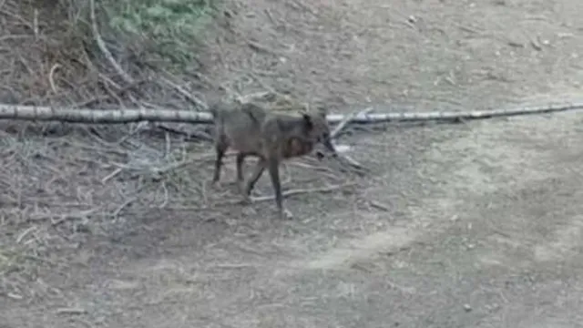 Gray wolf BEY03F seeks a mate in Los Angeles after 370-mile journey