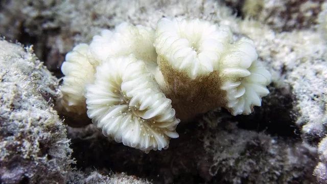Scientists Breed Corals to Save Reefs