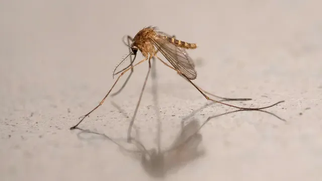 Yolo County reports first human case of West Nile virus in 2026