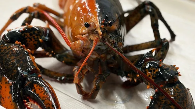 Rare two-colored lobster captivates New Englanders