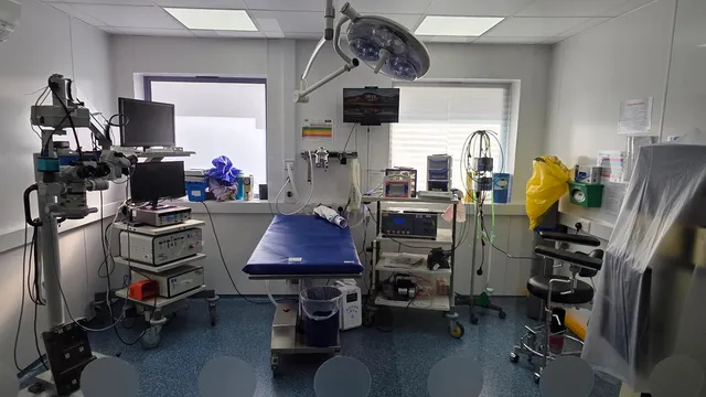 Frieda Hughes's owls undergo critical surgeries to save their sight