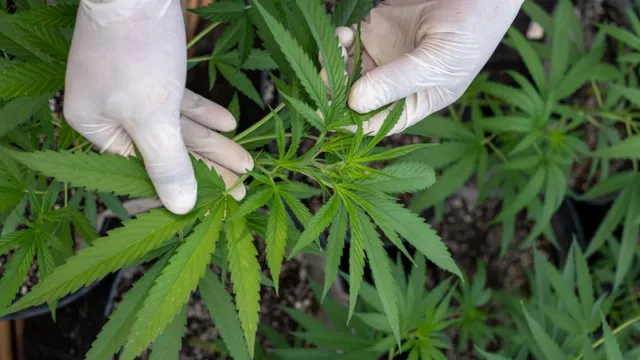 Smell of marijuana leads to vehicle search in controversial ruling