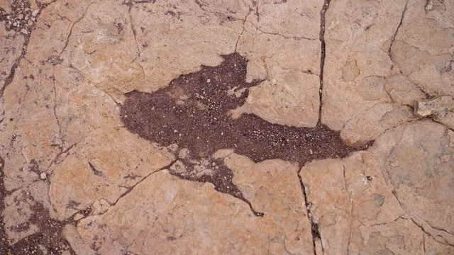Scientists uncover the largest dinosaur footprint site in Bolivia