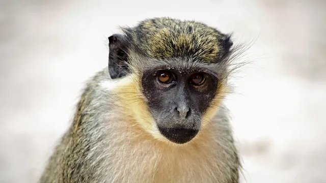 Vervet monkeys escape and roam free in St. Louis
